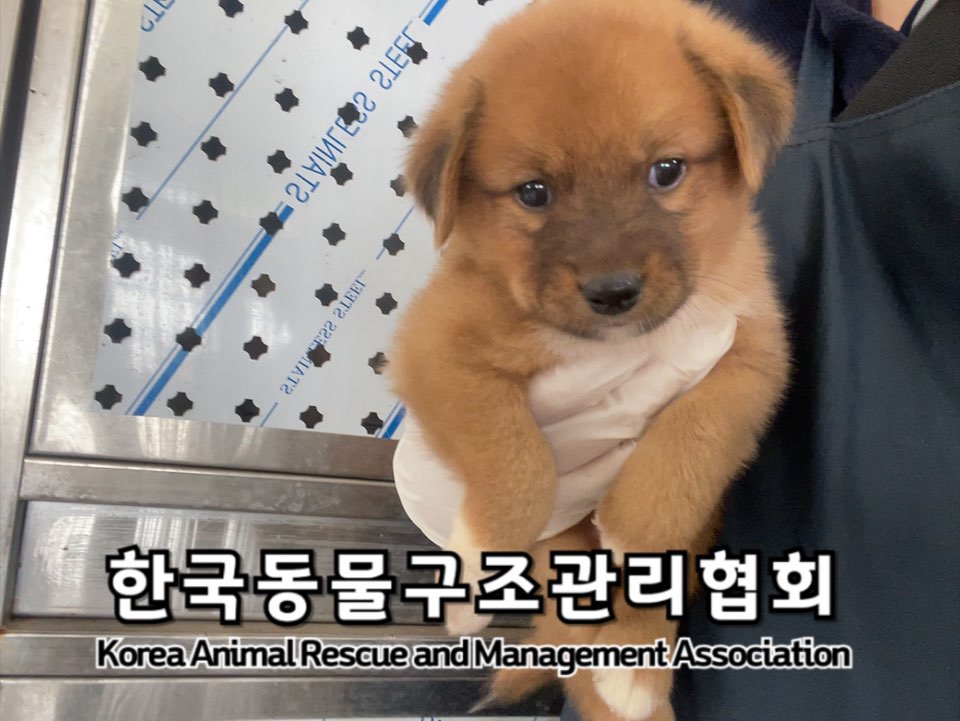 보호중 믹스견의 가…